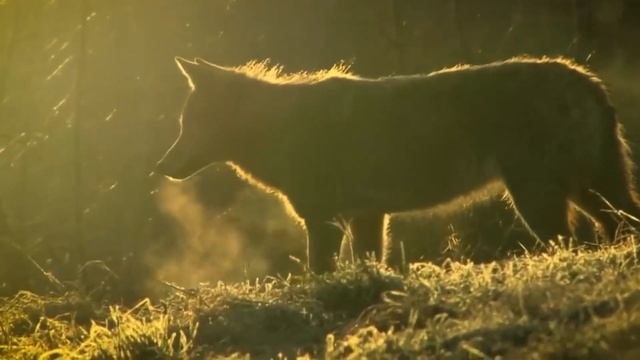 АЛАБАЙ ҚАСҚЫРды жеңе ала ма? Қасқырды жекпе-жекте жеңе алатын ит тұқымы!!! смотреть онлайн