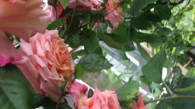 Роза Barock. Май- июнь 2023г смотреть онлайн