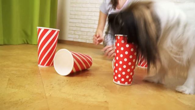 ГДЕ вкусняшка? Веселый ЮКИ и любимая хозяйка АЛИСА / ПриколЮКИ от папильона! смотреть онлайн