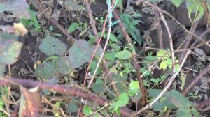 Ежемалина Тайбери осенью.