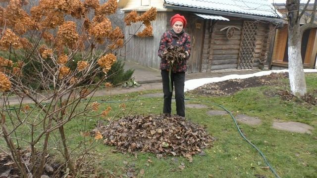 КАК ИСПОЛЬЗОВАТЬ ЛИСТЬЯ В САДУ С МАКСИМАЛЬНОЙ ПОЛЬЗОЙ! смотреть онлайн