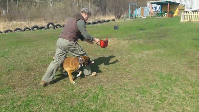 Дрессировка собак. Немецкий Боксер Йоши смотреть онлайн