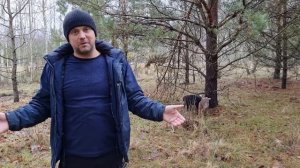 Вьетнамские свиньи. 10 плюсов и мифы о содержании вьетнамских свиней.