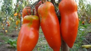 Томат Алый мустанг/ характеристика / описание сорта