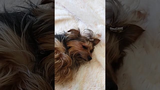 вязка йорка/5 важных фактов о вязке,что нужно знать!!!!!! смотреть онлайн