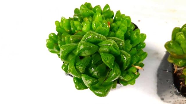 SUCCULENT CARE And PROPAGATION | Haworthia Cymbiformis Var Obtusa | 多肉植物 | 다육이들 | SUCULENTAS
