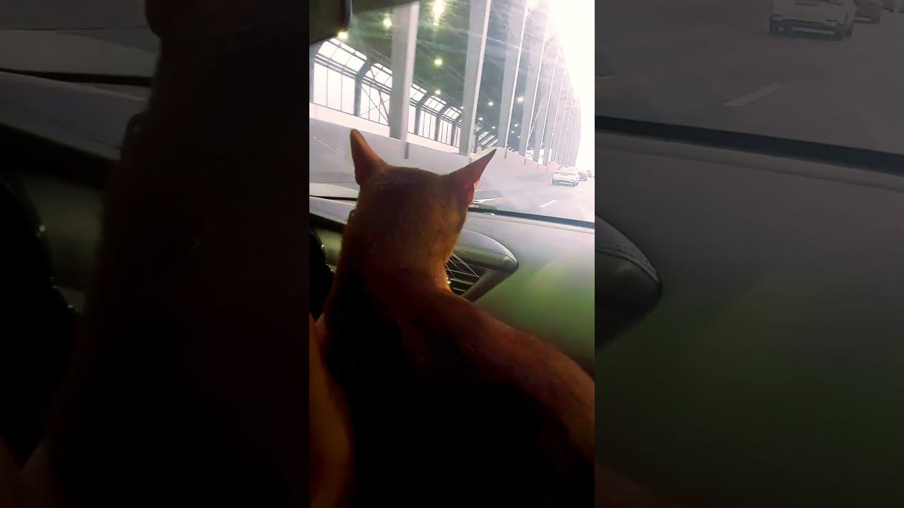 Chipi Chipi Chapa Chapa Dubi Dubi Daba Daba