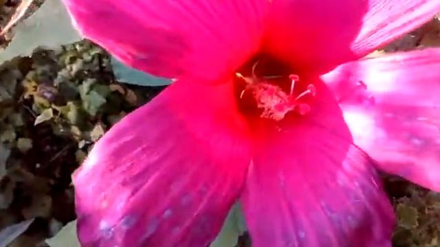 11.08.20 у меня на даче зацвел гибискус ? ? ? смотреть онлайн