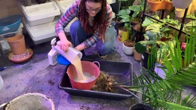 Repotting a Majesty Palm how to amend soil, pest treatment and prevention and other repotting tips смотреть онлайн