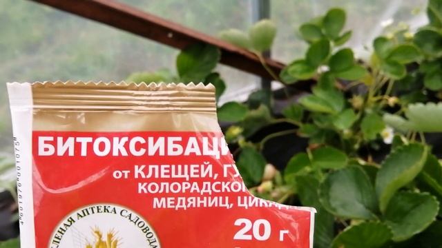 Как собирать клубнику до снега. Уход за сортами НСД. #клубниканасевере смотреть онлайн