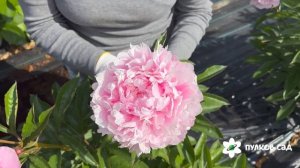 Livingstone peony. Ливингстон пион. Пулков сад