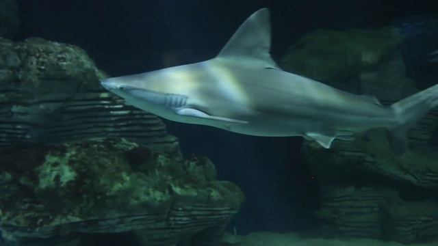 Valencia's Oceanografic - Europe's largest aquarium (HD) смотреть онлайн