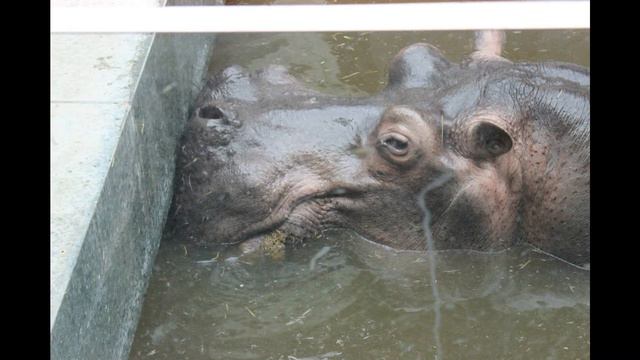 Nijlpaard Heini ZOO Antwerpen - The Last Goodbye - Rest in peace смотреть онлайн