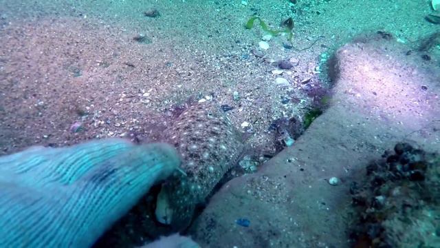 Обитатели Черного моря смотреть онлайн