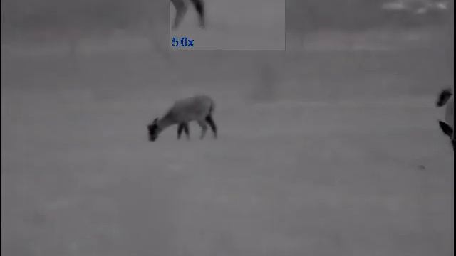 Pulsar Helion 2 xp 50 Fallow Deer 25-50 m смотреть онлайн