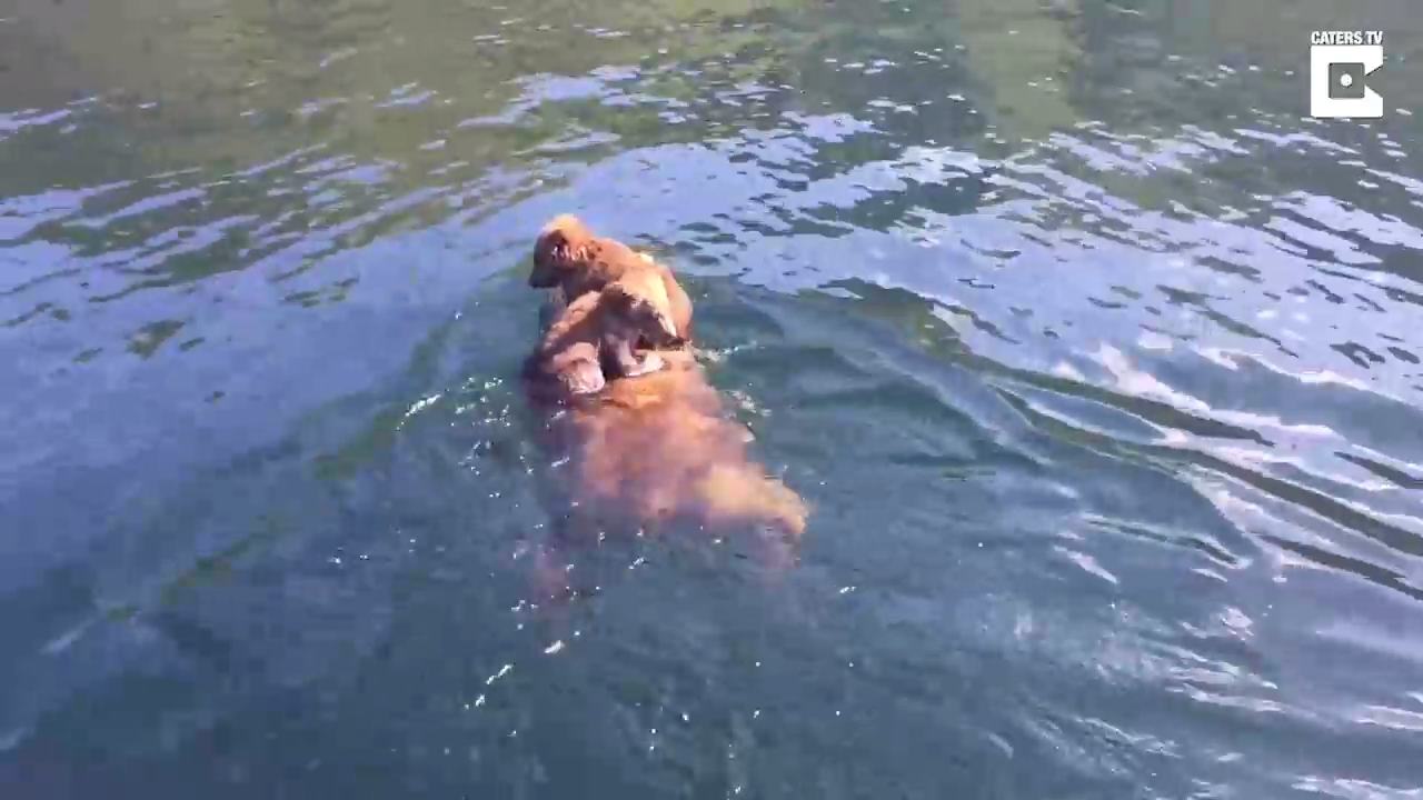 Медведица переплывает озеро смотреть онлайн