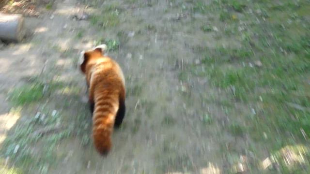Cute RED PANDA Pooping - Zagreb ZOO - Cute & Funny Animal Video 4K смотреть онлайн
