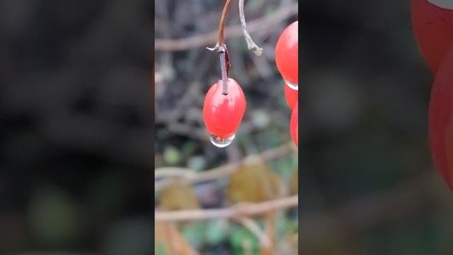 9.53 Касли. Утренний сад. смотреть онлайн