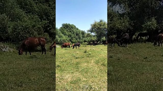 Сонник. Табун лошадей во снах.mp4 смотреть онлайн
