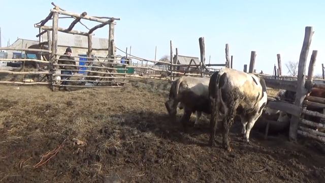 Сколько еще не отелилось? Выпустили быков на улицу. смотреть онлайн