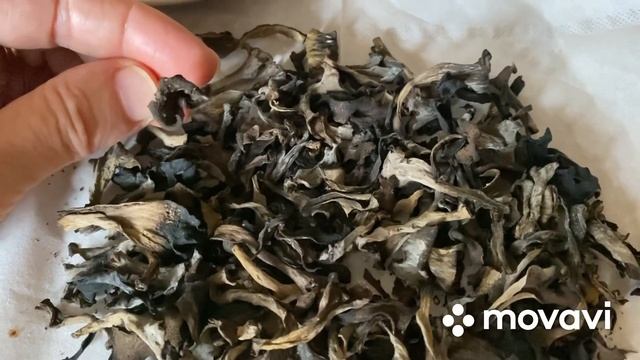 #гриби #супзгрибами #чорналисичка Готую суп з чорними лисичками та опеньками смотреть онлайн