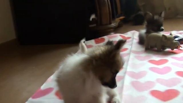 Papillon puppies Litter E смотреть онлайн