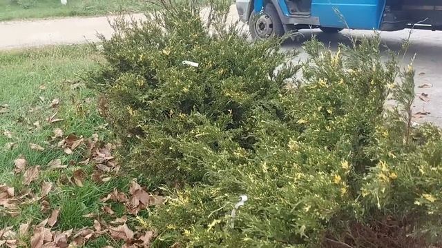 Муж то меня опылился...Мечты сбываются...Наводим красоту... смотреть онлайн