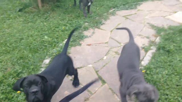 Отважные щенки Кане Корсо смотреть онлайн