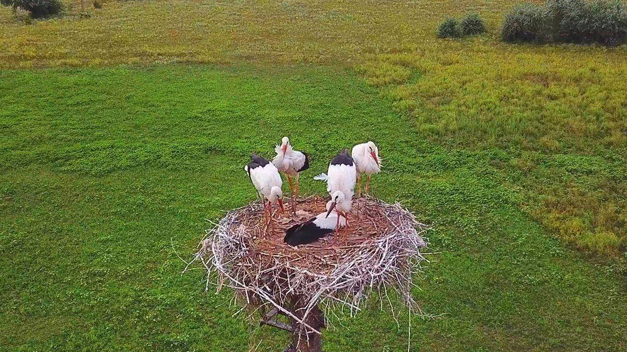 Гнездо Белых Аистов, Аэросъемка 4k / White Stork Nest смотреть онлайн