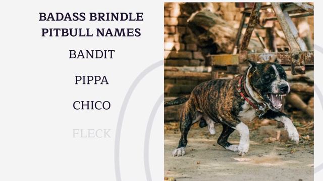 Top 30 Brindle Pitbull Names 🐕 - Best Male and Female Dog Names for Your Brindle Pit 🐾 смотреть онлайн