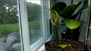 МАНГОВОЕ ДЕРЕВО В ГОРШКЕ !!!