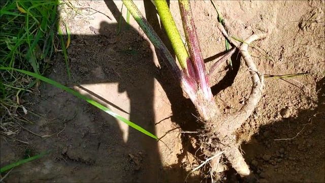Борщевик (лат. Heracléum sosnówskyi). Победи непобедимого! смотреть онлайн