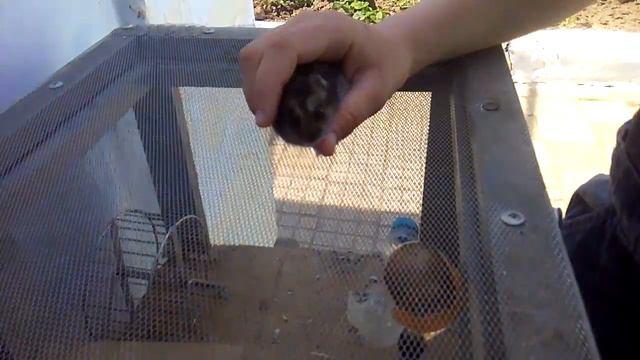 Рассказ о дамашних животных часть 1