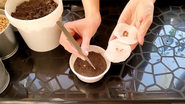 Розмарин из семян. смотреть онлайн