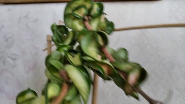 Хойя Hoya carnosa `Mauna Loa' - Lura-Lei смотреть онлайн