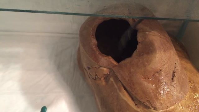 ЗАВОДНОЙ ЗМЕИНЫЙ ХВОСТИК смотреть онлайн