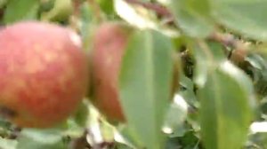 Груша сорт Мраморная и Десертная