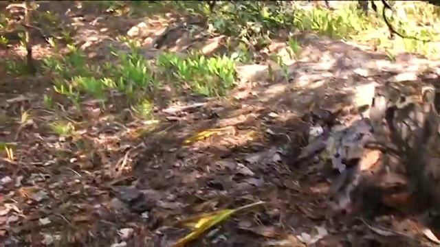 В лес за грибами За маслятами смотреть онлайн