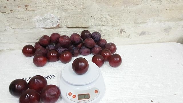 Слива диплоидная Руби Кранч RUBY CRUNCH* смотреть онлайн