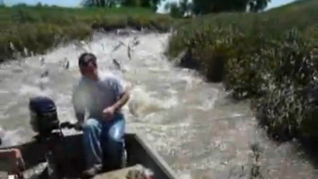 Попали под нерест смотреть онлайн