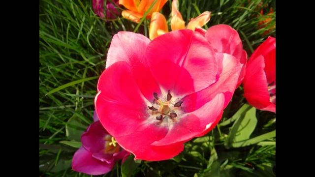 МАНТРА ЗА ПРИВЛИЧАНЕ НА УСПЕХ #mantra #success #chanting #мантра #ganesha смотреть онлайн