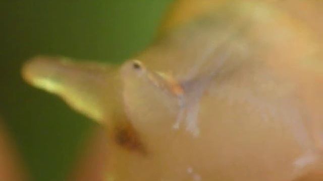 Микросъемка садовых насекомых жуки, медведка, личинка комара, улитка, пауки смотреть онлайн