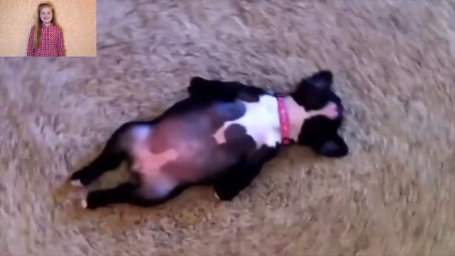 Ты любишь животных так, как люблю их я?Смех. смотреть онлайн