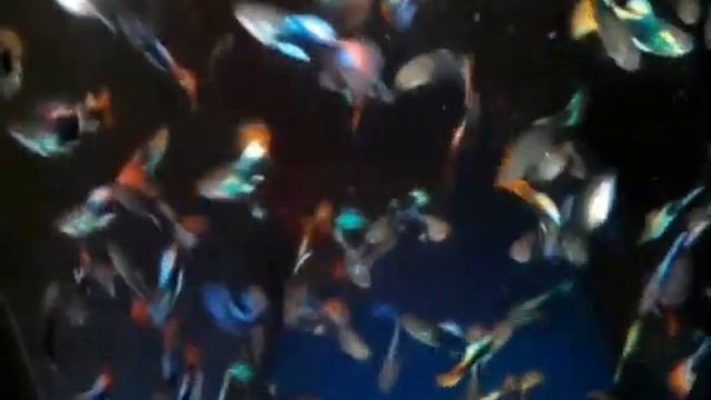 Гуппи красно синий тукседо смотреть онлайн