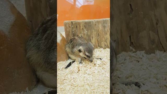 Как засыпают сурикаты смотреть онлайн