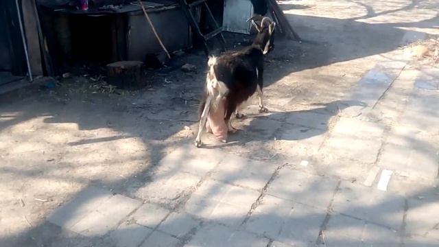 Коза не может родить смотреть онлайн