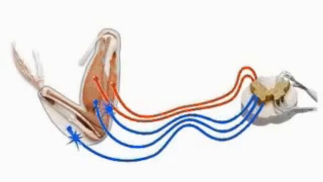 II Анатомия и физеология Цнс смотреть онлайн