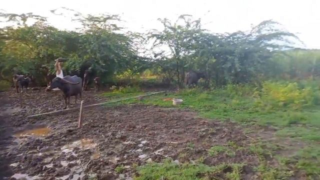 mothya adachanital chotas gaav shindhakhed смотреть онлайн