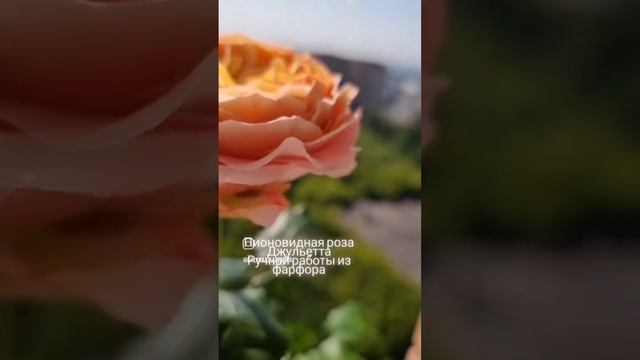 Роза Джульетта из холодного фарфора смотреть онлайн