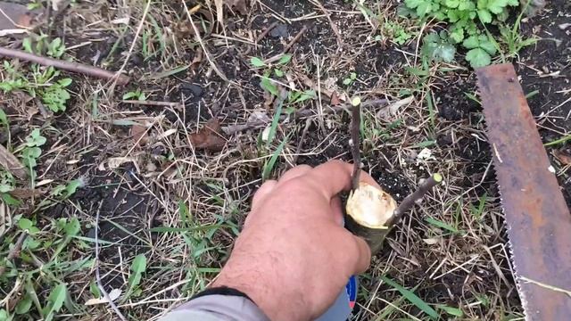 Прививка яблонь весной черенками за кору.